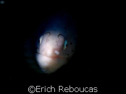 Enemy from the darkness? Peppered Moray watching herself ... by Erich Reboucas 